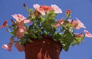 © freeimages.com